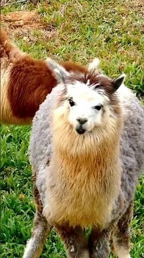 Discovering Llamas: Fascinating Facts About These Unique Creatures