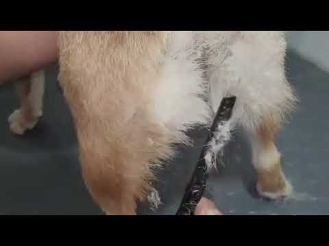 Dog Grooming Scissors Set – Professional Pet Trimming at Home!