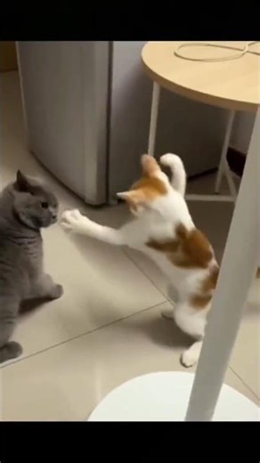 Funny Animal Shorts 🤣😂 #shorts #funnyanimals #animals #pets