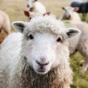 Sonidos de los animales más comunes (nombres y verbos) — Saber es práctico