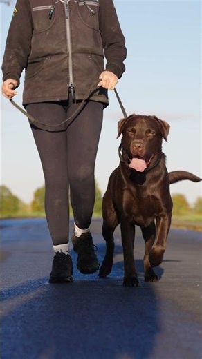 A Labrador… in Protection Work?! Meet FENTON!