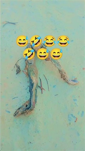 Blog video #song #bhojpuri #anaconda #music