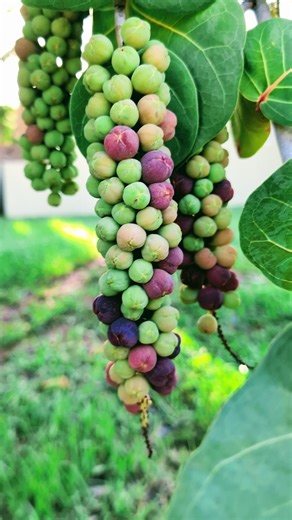 28K views · 685 reactions | Bioactive Compounds 101: Sea Grape Tree | The Weeds and Seeds Guy | Facebook