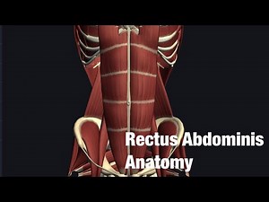 Anatomy and function of rectus abdominis