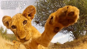 Curious Lion Cubs Investigate a Remote Control Car With GoPro That Drives Up To Them