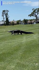 Whoa! A golfer was out on the course when he saw this massive alligator taking a stroll in the middle of it. #golf #alligator #golfcourse #florida | KFVS-TV