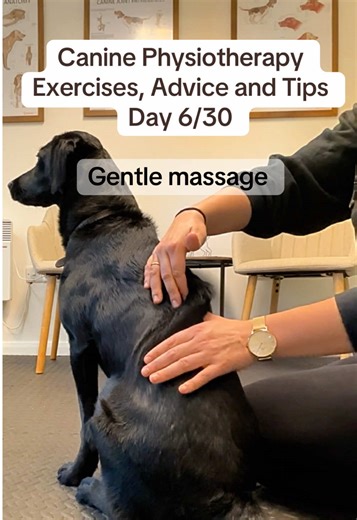 Gentle Dog Massage Techniques for Relaxation