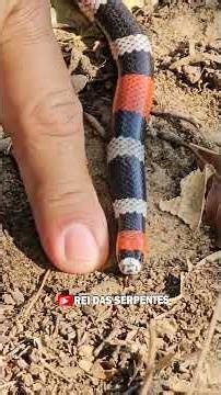 Quick Tip to IDENTIFY a real coral snake! #reels