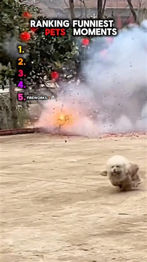 Pets funny viedos 😆💀🙌