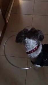 21K views · 466 reactions | Halos for Paws provides a unique device called the Halo Vest ® which helps blind dogs navigate their world. It is The White Cane for the Blind Dog ® | Halos for Paws | Facebook