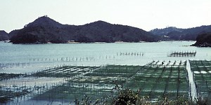 How an unpaid UK researcher saved the Japanese seaweed industry