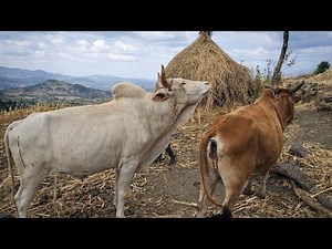 -Animal Cow & Bull Meeting
