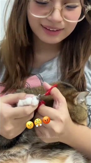 From 1 to Astra gaano ka kabilis topakin? #shorts #ytshorts #catshorts #cats #funnycats