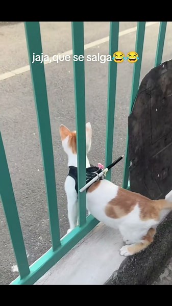 This little rascal wants to run away