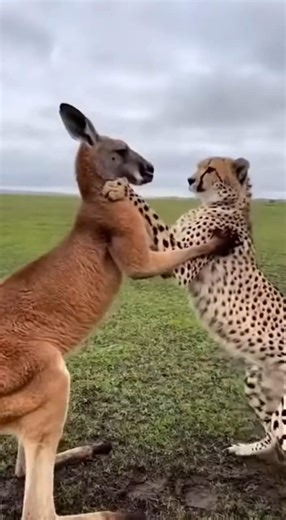 Kangaroo Knocks Out Cheetah?! Unbelievable Wildlife Fight Caught on Camera #wildlife #trending #lion