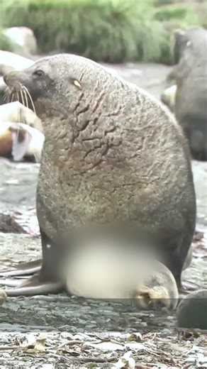 Discover the Playful Life of Kidney King Fur Seals