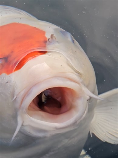 Are you feeding your Koi at the moment? #koi