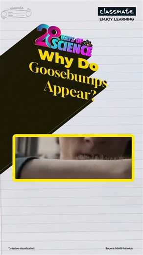 Ever noticed your skin reacting to a sudden chill or a powerful song? ❄️🎶 It’s an ancient reflex that triggers tiny muscles at the base of your hair follicles to pull tight. Whether it’s a change in temperature or a rush of emotion, your body is reacting in real time. Welcome to the #28DaysOfScienceOfYou. Double-tap if you’ve felt the goosebumps today! ✨🧠 . . . #28Daysofscience #classmate #learnwithclassmate #enjoylearning #trivia #science #sciencefacts #scienceforkids | Classmate