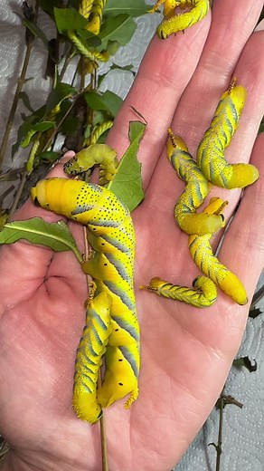 1.6K views · 14 reactions | Deaths head hawk moth caterpillars yellow and brown colour variation #yellowcaterpillar #deathsheadhawkmoth #hawkmoth #caterpillar #deathsheadmoth | Jumping spider & Moth life | Facebook