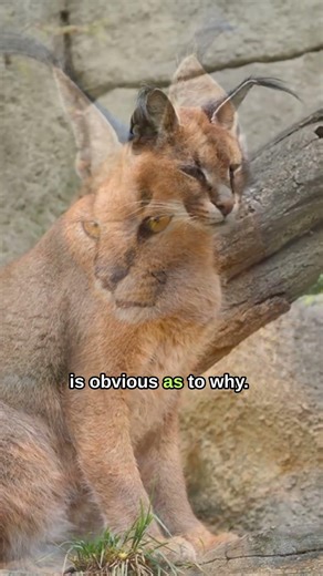 Meet the Caracal | Species 101