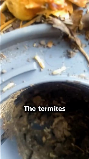 How Install Termite Bait Stations on a Hill