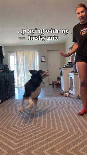 Them: “Aspen is always so calm and chill” Aspen once a week: 🤪😛🏃‍♂️💨💃🤩 #rescuedog #husky