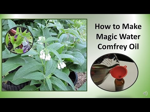 How to Make Comfrey Oil with Fresh or Dry Comfrey