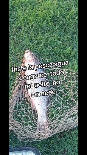se enojaron las lisas no quisieron hoy#pesca #💪💪💪💪💯💯💯💯❤️ #lisas