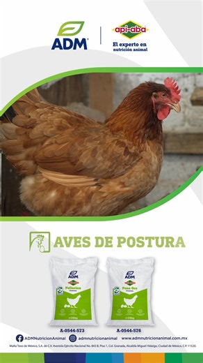 Nuestros productores destacan que, al trabajar con los diferentes alimentos de ApiAba®, han logrado un gran rendimiento y una producción estable, obteniendo resultados sobresalientes. 🐓✨ Granja de Postura ADM® reúne testimonios como este, que muestran cómo los productores transforman y hacen crecer su producción. #ADM #ApiAba #CalidadQuePesas #AvesDePostura #ElExpertoEnNutricionAnimal | ADM Nutrición Animal