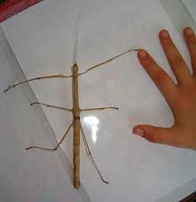 Chapitre 2 : La croissance des êtres vivants