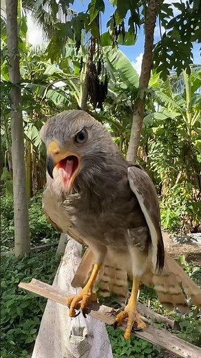 Hawk Sound Screaming😱🦅#shorts #hawk #birds #animals #eagle #wildlife #birdsounds #falcon #nature