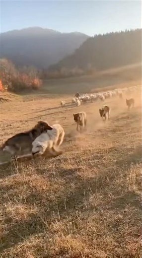 WOLF ATTACKS SHEEP 🐺😱 Real Wild Hunt Caught on Camera!”