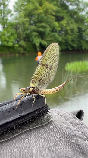 Waiting for the rise. Epic Mayfly hatch! 🔥