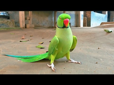 indian ringneck parrot talking training