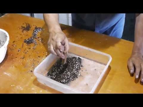 El Secreto de Cómo Plantar la Semilla de Adenium