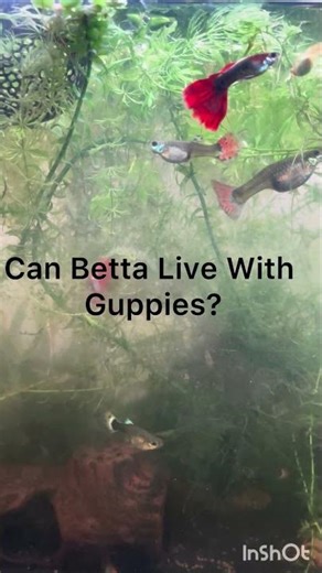 Can Betta Live With Guppies? #bettadumbo #bettafish #guppyfish #fishkeepinghobby #aquarium #guppy