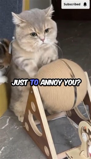 Why Do Cats Scratch Furniture? 🐱