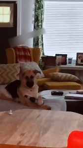 You ever have a piece of pizza that was so good you howled like this? Funny Videos Want to be featured? Message us videos you filmed to be featured on the page! | Funny Videos