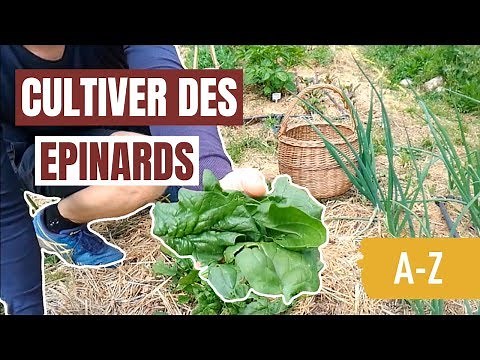 Tuto jardin - Comment cultiver des épinards (A-Z)