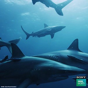 40K views · 29 shares | Sharks have been swimming in the ocean for...