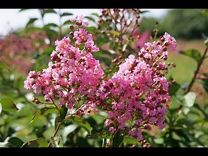 INDIAN LILAC THE BEST VARIETIES OF LAGERSTROEMIA NEW PRODUCTS AND A FEW WORDS OF HISTORY