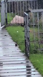 56K views · 96 reactions |  Glasgow rat 'infestation' leaves residents afraid to let kids outside to play | Daily Record | Facebook
