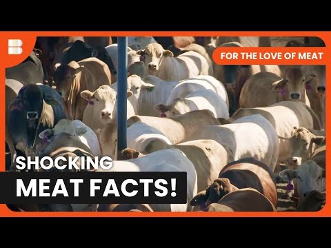 Hidden Costs of Meat - For The Love of Meat - Documentary