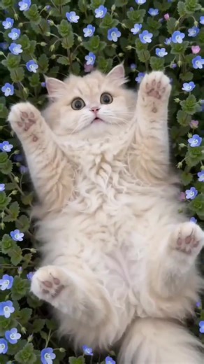 The Cutest Cats of TikTok: Adorable Moments to Melt Your Heart