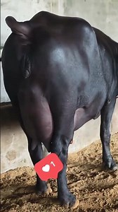 day 1/ 50 top breading animals