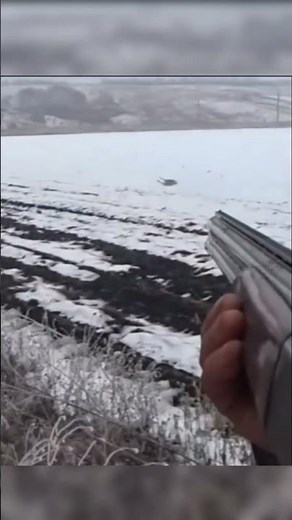 Front and very closer rabbit hunt in one perfect shot#hunting #rabbit#chase#harehunting #huntinggame