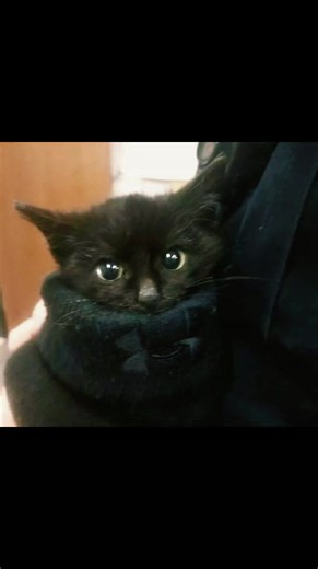 #targetaudience #blackcat | cat