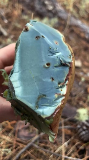Found a Satan’s Bolete (Rubroboletus pulcherrimus) and had to demonstrate the strong blueing reaction when the flesh is bruised. This is a toxic Bolete that contains peptides that can inhibit protein synthesis and cause a myriad of health problems, avoid eating blue staining boletes with red pores. The blueing reaction is not due to “active” alkaloids but is instead due to enzymatic oxidation of organic acids (like variegatic acid). Happy Halloween! #satansbolete #bluestaining #bolete #chemistry