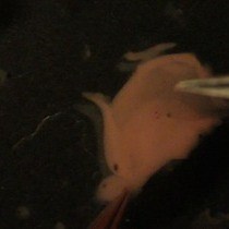 Video: Inhibitory Synapse Formation in a Co-culture Model Incorporating GABAergic Medium Spiny Neurons and HEK293 Cells Stably Expressing GABAA Receptors