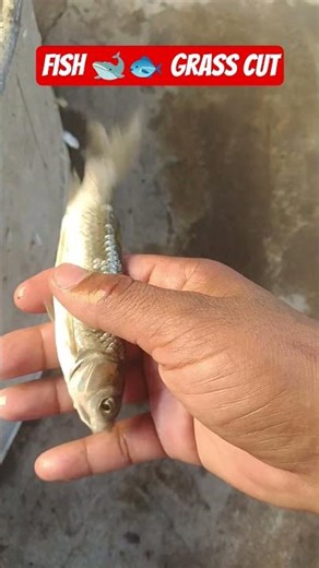 2 अप्रैल 2026 grass cut fish Dekho#sort#trending #viral #junnukitech #livechannelchecking